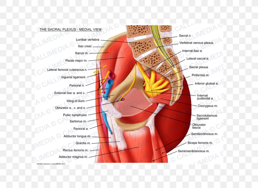 Sacral Plexus Sacrum Lumbar Plexus Muscle, PNG, 600x600px, Watercolor, Cartoon, Flower, Frame, Heart Download Free
