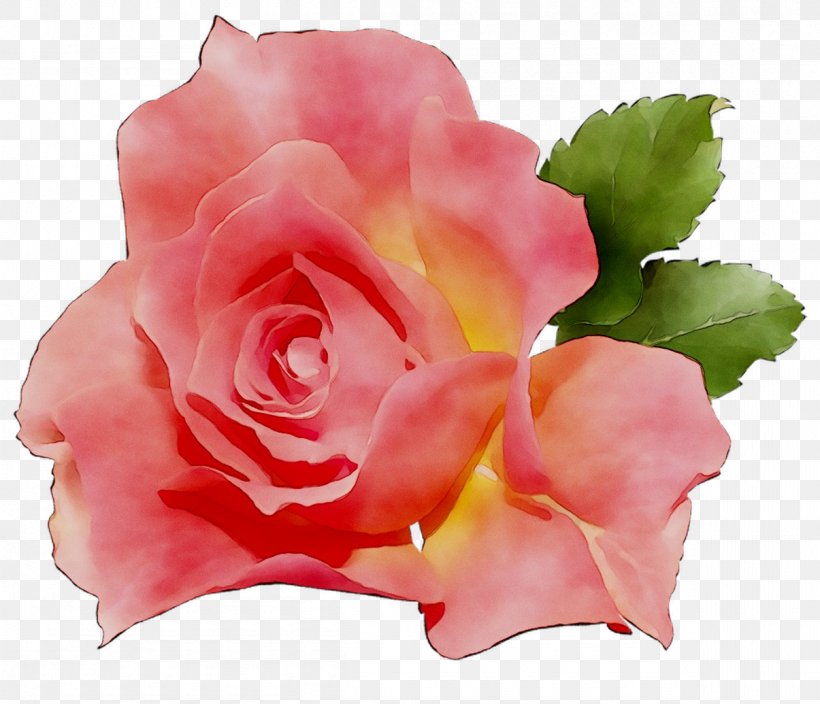 Garden Roses Cabbage Rose China Rose Floribunda Ornamental Plant, PNG, 1205x1035px, Garden Roses, Annual Plant, Artificial Flower, Begonia, Blossom Download Free