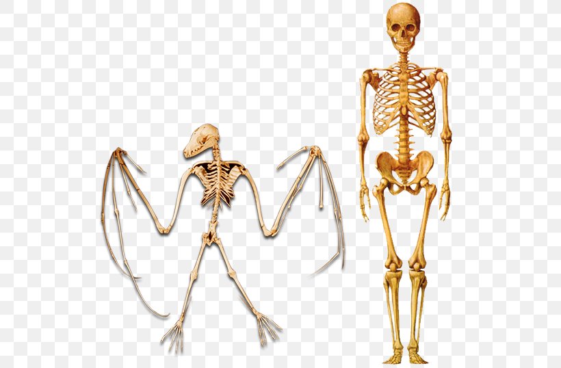 Human Skeleton Homo Sapiens Human Evolution, PNG, 600x538px, Watercolor, Cartoon, Flower, Frame, Heart Download Free