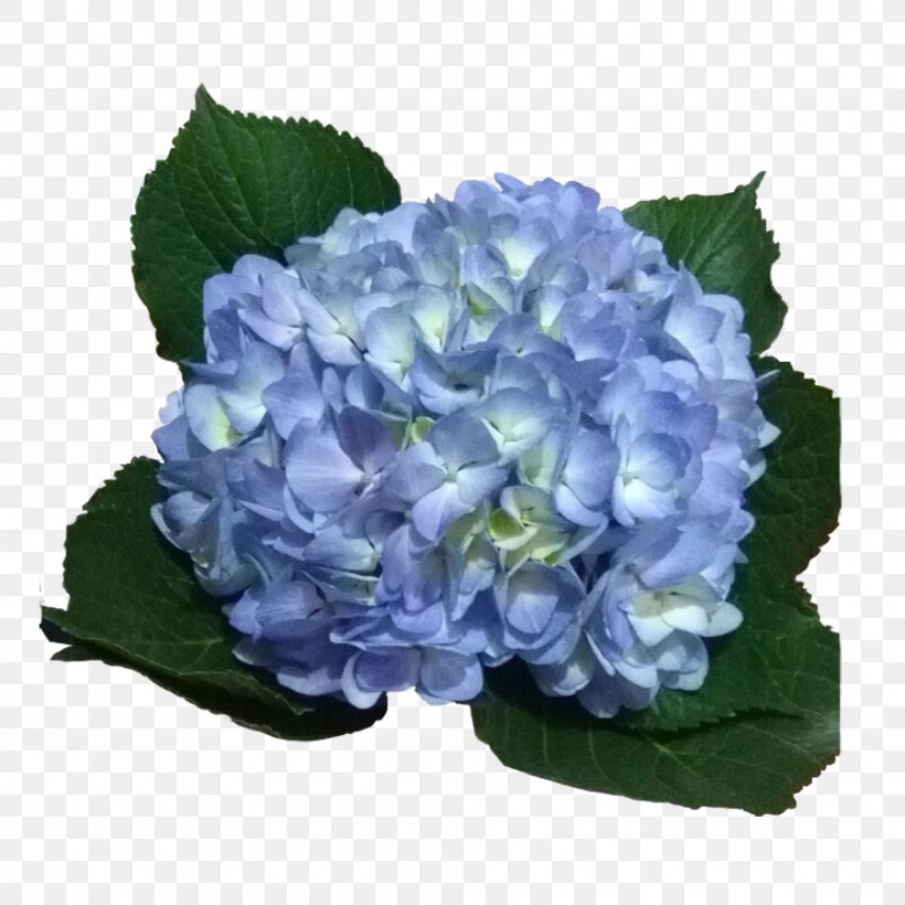 Hydrangea Light Blue Violet Flower, PNG, 900x900px, Hydrangea, Annual Plant, Blue, Bluegreen, Color Download Free