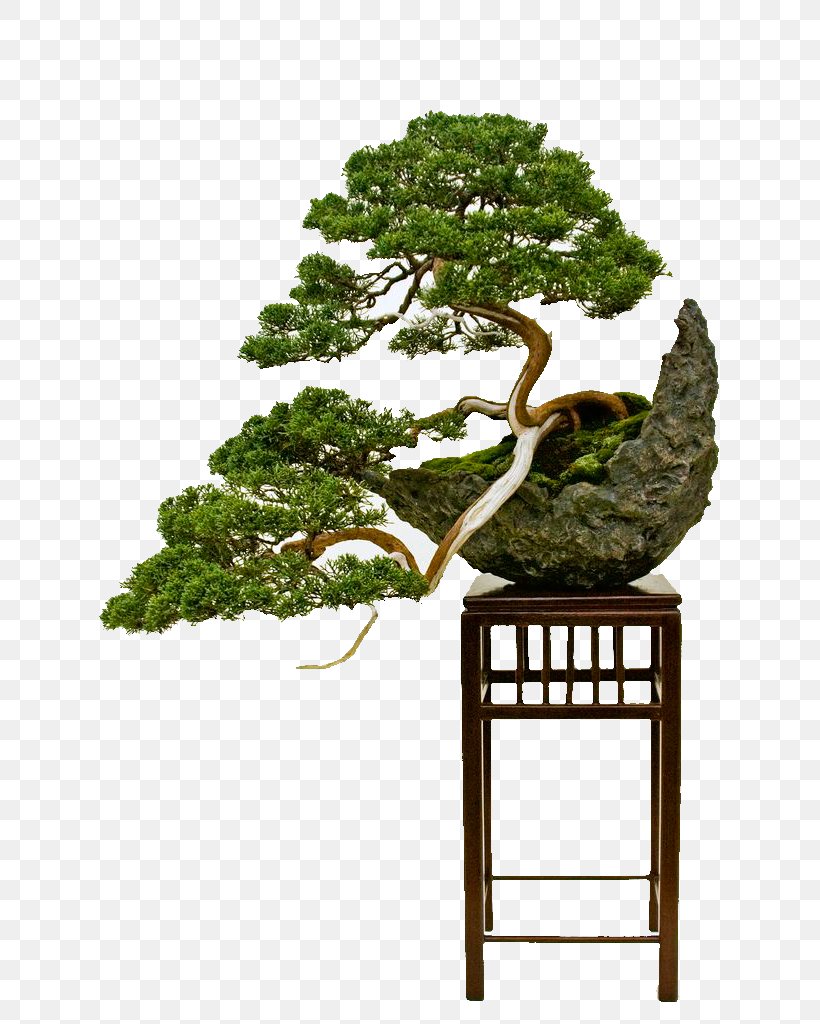 National Bonsai Foundation Indoor Bonsai Bonsai Styles Tree, PNG, 681x1024px, National Bonsai Foundation, Bonsai, Bonsai Styles, Botany, Branch Download Free