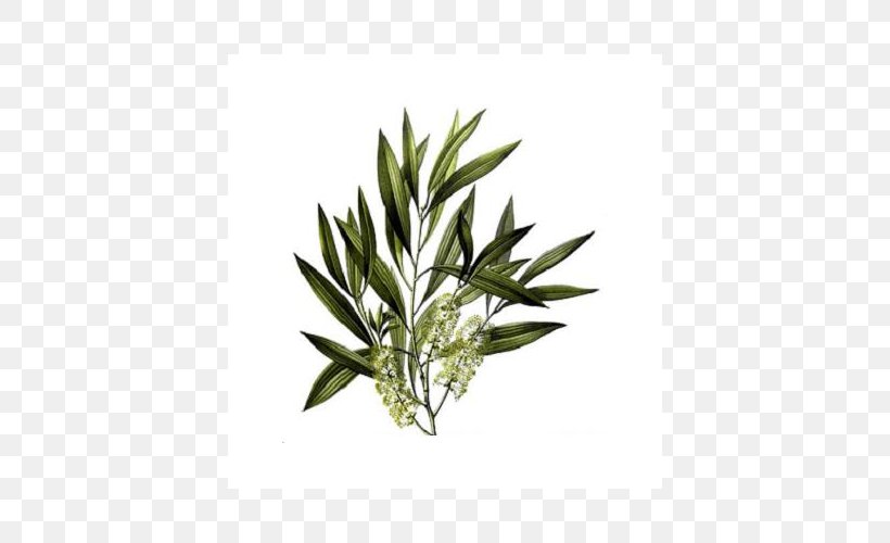 Tea Tree Oil Narrow-leaved Paperbark Camellia Sinensis Essential Oil, PNG, 500x500px, Tea, Cajeput Oil, Camellia Sinensis, Camphor, Essential Oil Download Free
