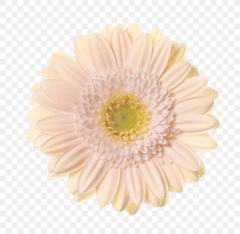 Transvaal Daisy Schreurs Chrysanthemum Hoofdweg 81 Cut Flowers, PNG, 800x800px, Transvaal Daisy, Asterales, Chrysanthemum, Chrysanths, Cut Flowers Download Free
