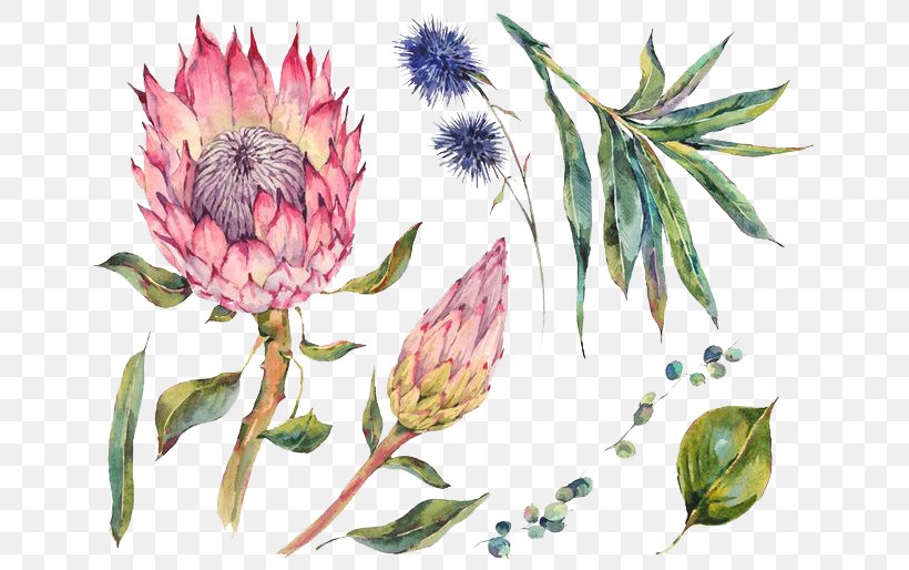 Watercolor Painting Stock Photography, PNG, 658x514px, Protea Cynaroides, Botanical Illustration, Botany, Flora, Floral Design Download Free