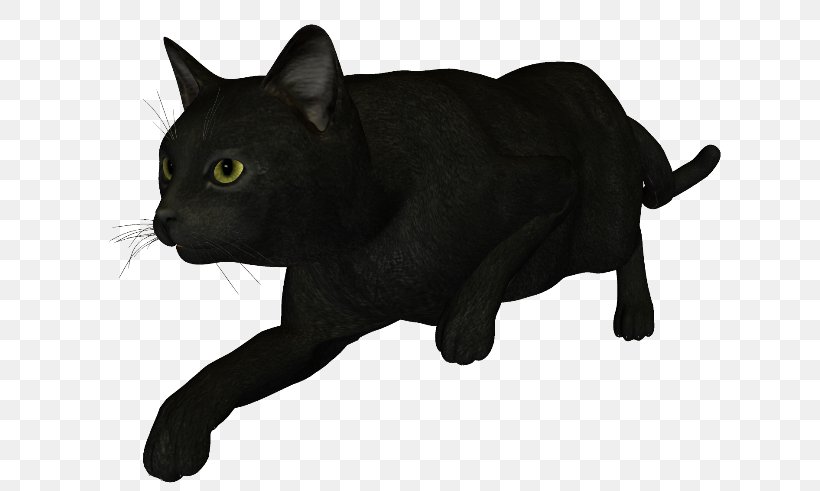 Black Cat Bombay Cat Korat Chartreux Manx Cat, PNG, 650x491px, Black Cat, Asian, Author, Black, Black And White Download Free