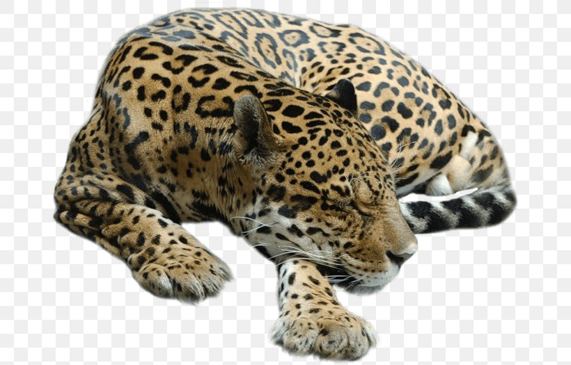 Cheetah Tiger Leopard Jaguar Lion, PNG, 670x525px, Cheetah, Animal, Big Cat, Big Cats, Carnivoran Download Free
