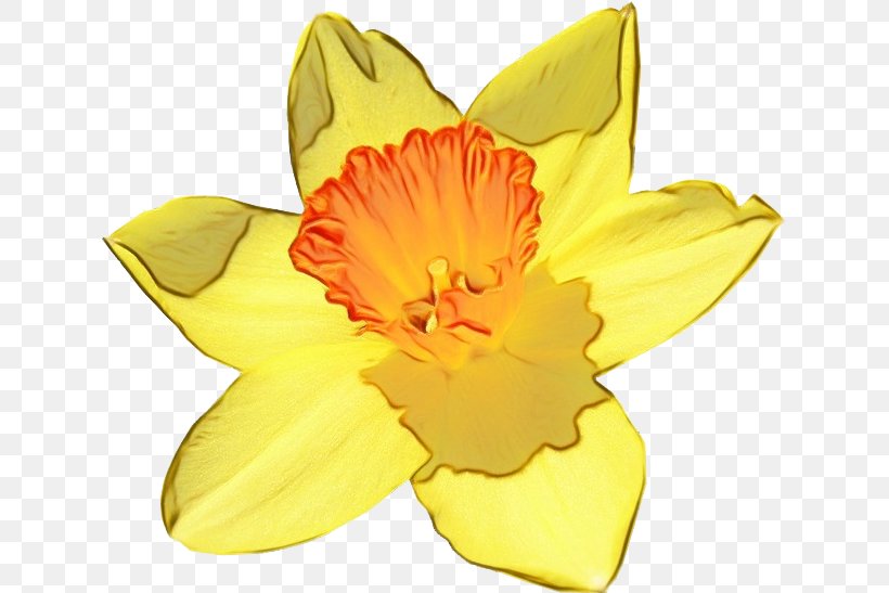 Flowering Plant Yellow Petal Flower Narcissus, PNG, 633x547px, Watercolor, Amaryllis Family, Cut Flowers, Daylily, Flower Download Free