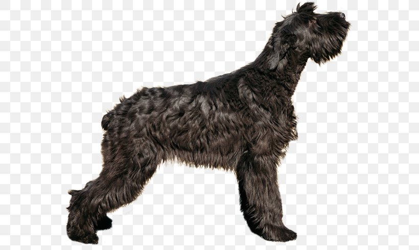 Giant Schnauzer Standard Schnauzer Puppy Boxer, PNG, 567x489px, Giant Schnauzer, Affenpinscher, Black Russian Terrier, Boxer, Breed Download Free