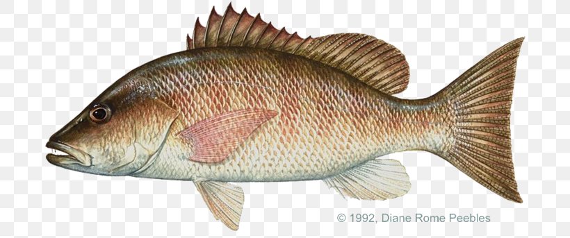 Mangrove Snapper Northern Red Snapper International Game Fish Association Fishing, PNG, 720x343px, Mangrove Snapper, Barramundi, Bass, Bony Fish, Cod Download Free