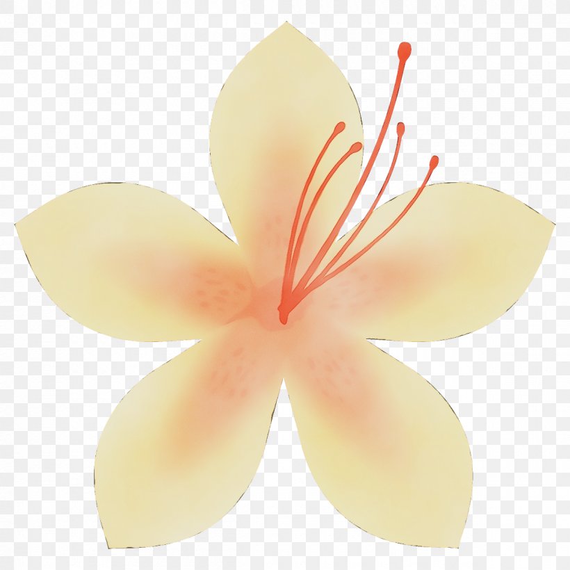 Petal Flower Frangipani Plant Hibiscus, PNG, 1200x1200px, Watercolor, Flower, Flowering Plant, Frangipani, Hibiscus Download Free