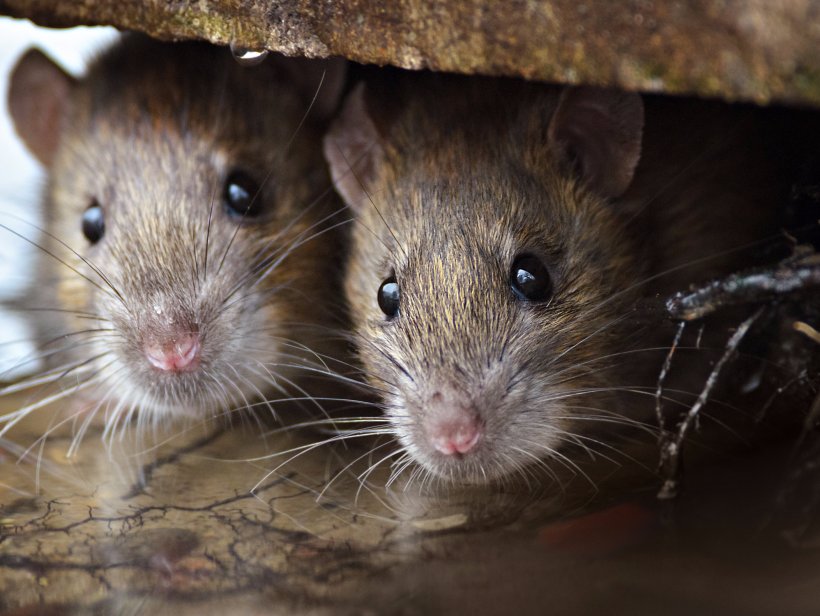 Brown Rat Mouse Rodent Black Rat Pest Control, PNG, 2104x1583px, Brown Rat, Black Rat, Dormouse, Exterminator, Fauna Download Free