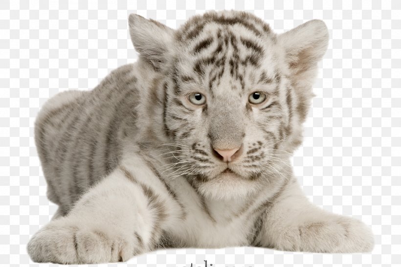Cat Felidae White Tiger Whiskers Bengal Tiger, PNG, 1772x1181px, Cat, Animal, Bengal Tiger, Big Cat, Big Cats Download Free