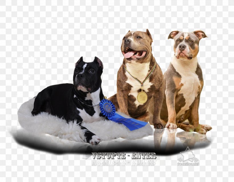 Dog Breed American Pit Bull Terrier Boston Terrier American Bully, PNG, 3600x2800px, Dog Breed, American Bully, American Pit Bull Terrier, American Staffordshire Terrier, Boston Terrier Download Free