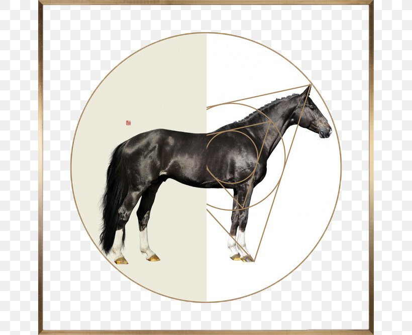 Horse Joint Withers Equine Anatomy Fetlock, PNG, 668x668px, Arabian Horse, Bit, Black, Bridle, Equestrian Download Free