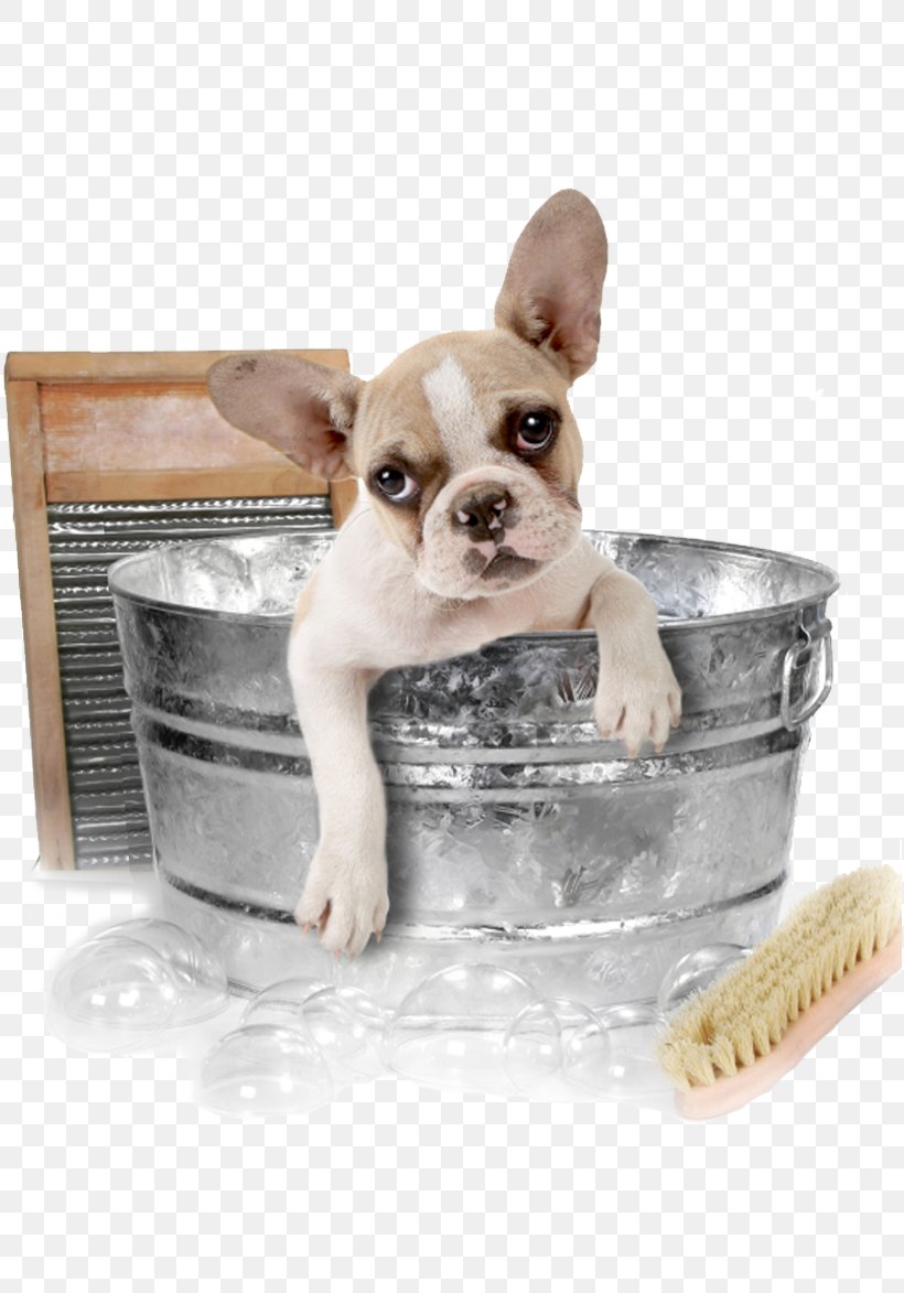 Pet Sitting Dog Grooming Cat Bathing, PNG, 816x1173px, Pet Sitting, Animal Shelter, Bathing, Bichon Frise, Boston Terrier Download Free