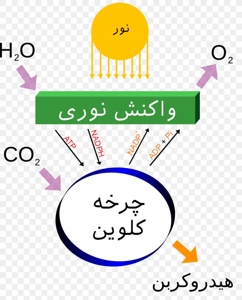 Photosynthesis Light-dependent Reactions Carbon Dioxide Energy, PNG, 827x1023px, Photosynthesis, Area, Biology, Calvin Cycle, Carbon Dioxide Download Free