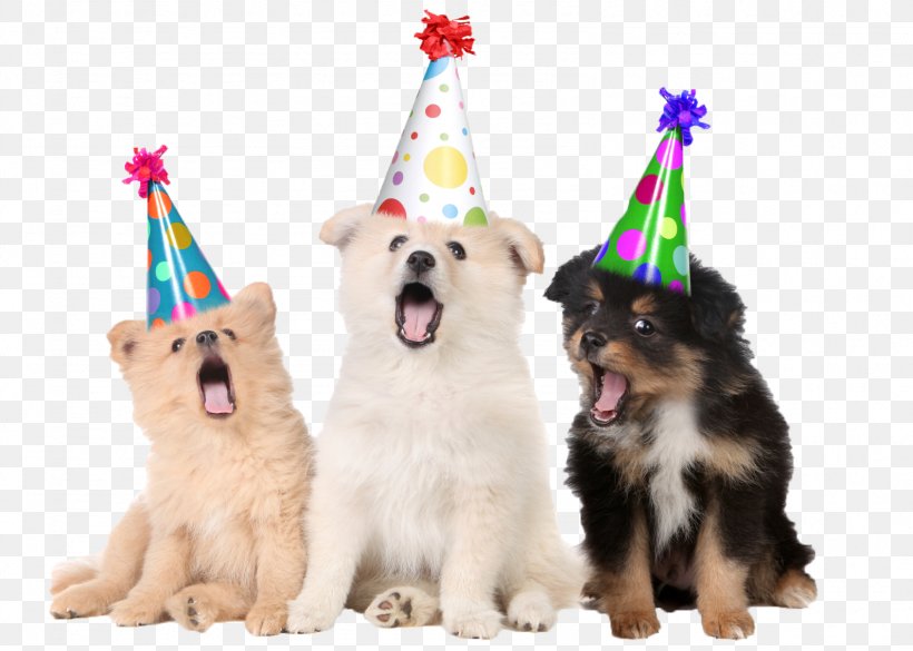 Puppy Pug Birthday Pet Party, PNG, 1588x1134px, Puppy, Anniversary, Birthday, Carnivoran, Companion Dog Download Free