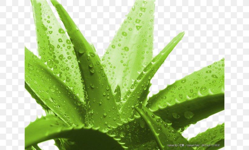 Aloe Vera Gel Succulent Plant Forever Living Products, PNG, 658x494px, Aloe Vera, Aloe, Detoxification, Food, Forever Living Products Download Free