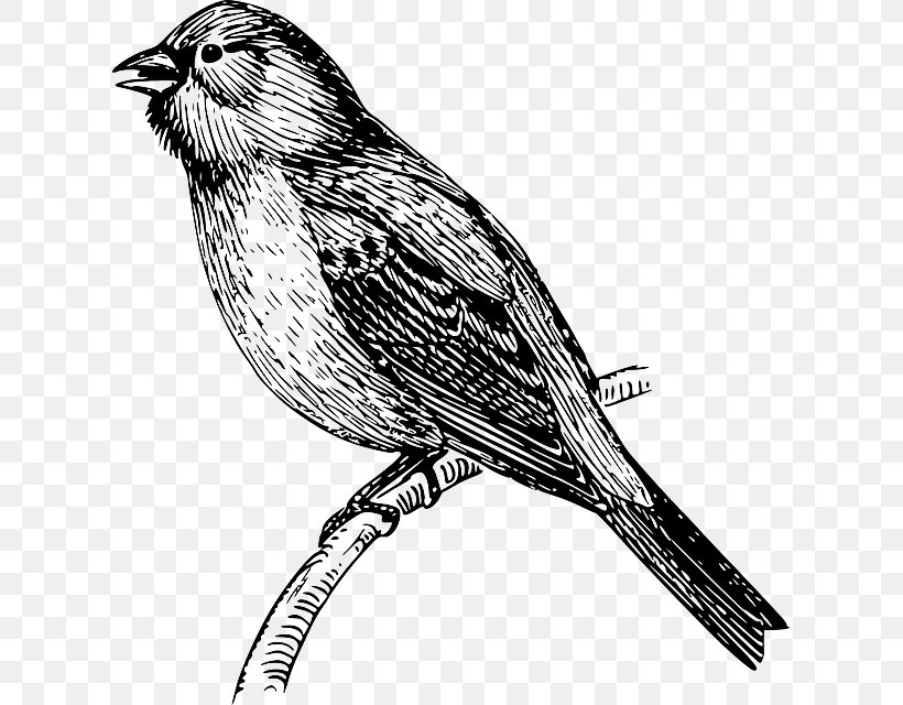 Bird Sparrow Bunting Clip Art, PNG, 615x640px, Bird, Animal, Art, Beak, Bird Of Prey Download Free