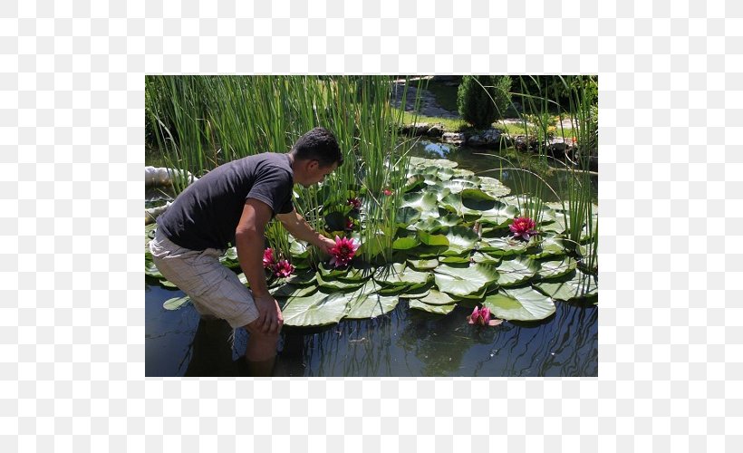 Fish Pond Plant Community Botanical Garden Nelumbonaceae, PNG, 500x500px, Fish Pond, Aquatic Plant, Aquatic Plants, Botanical Garden, Botany Download Free