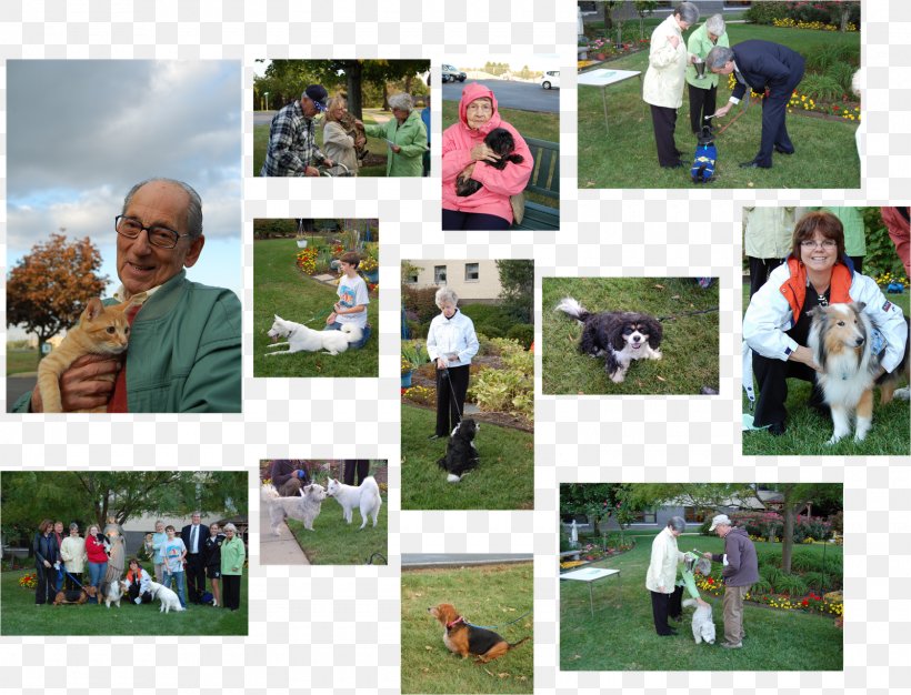 Game Lawn Mammal Competition Collage, PNG, 1600x1222px, Game, Collage, Community, Competition, Day Download Free