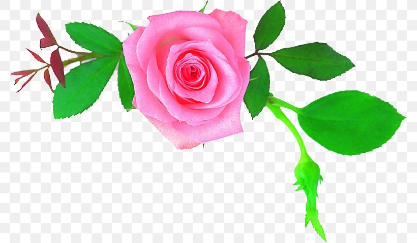 Garden Roses Centifolia Roses Mother Flower Floral Design, PNG, 779x479px, Garden Roses, Bridegroom, Centifolia Roses, Cut Flowers, Father Download Free