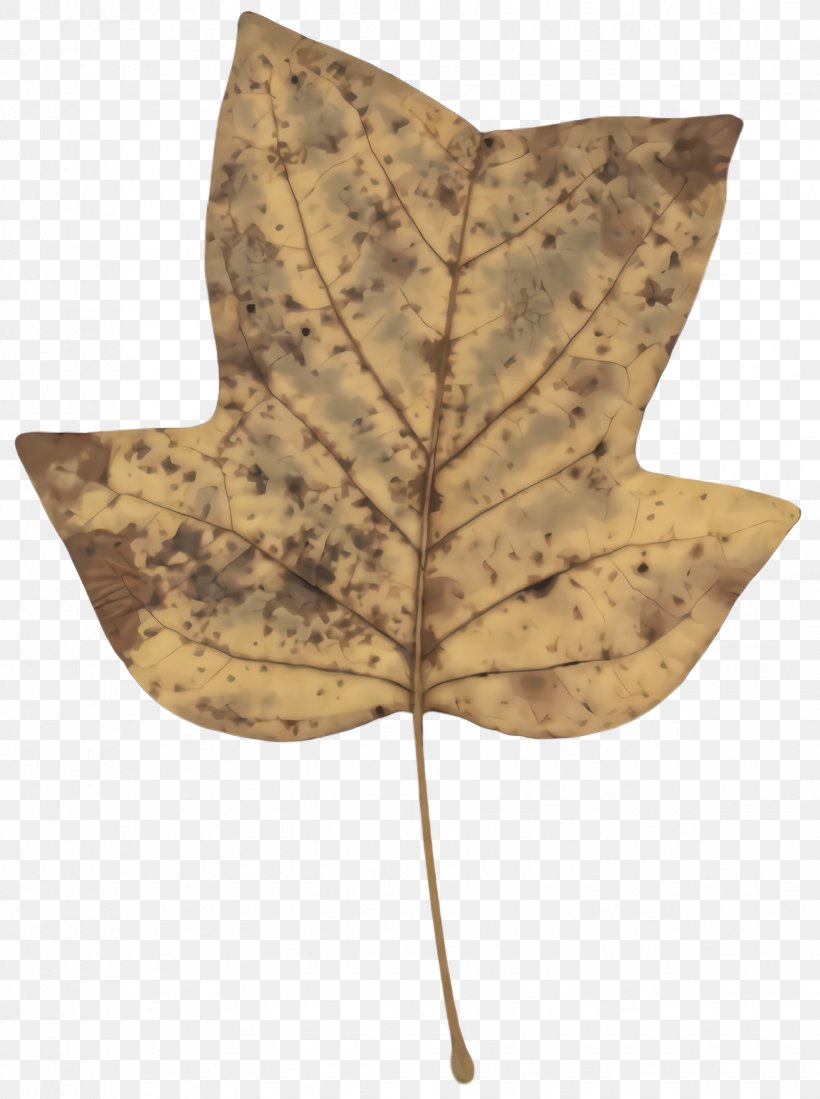 Maple Leaf, PNG, 1728x2316px, Leaf, Anthurium, Beige, Black Maple, Brown Download Free