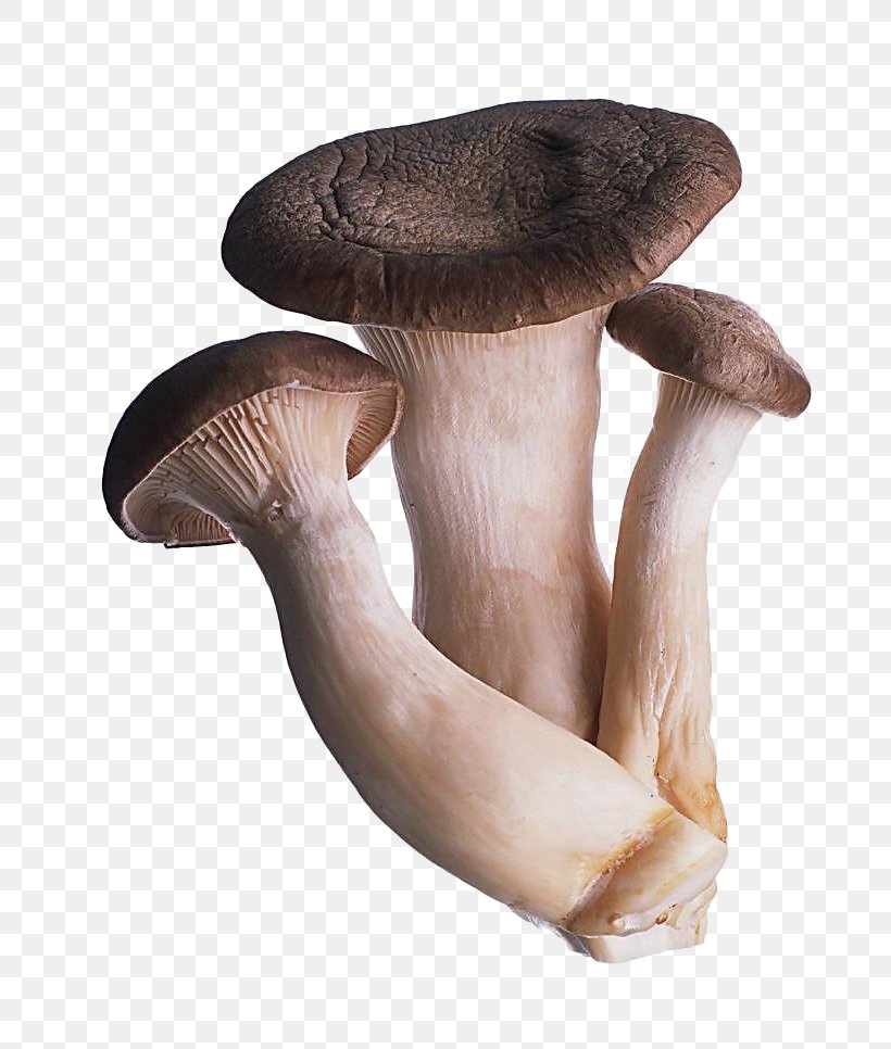 Oyster Mushroom Fungus Shiitake Food, PNG, 727x966px, Mushroom, Agaricaceae, Common Mushroom, Edible Mushroom, Food Download Free