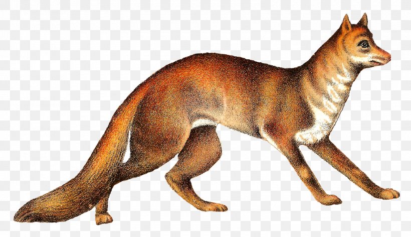 Red Fox German Shepherd Animal, PNG, 1600x921px, Red Fox, Animal, Animal Figure, Art, Canidae Download Free