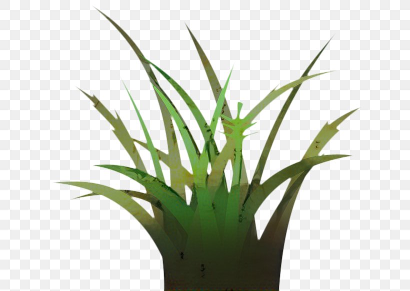 Aloe Vera Leaf, PNG, 640x583px, Grasses, Aloe, Aloe Vera, Aloes, Flower Download Free