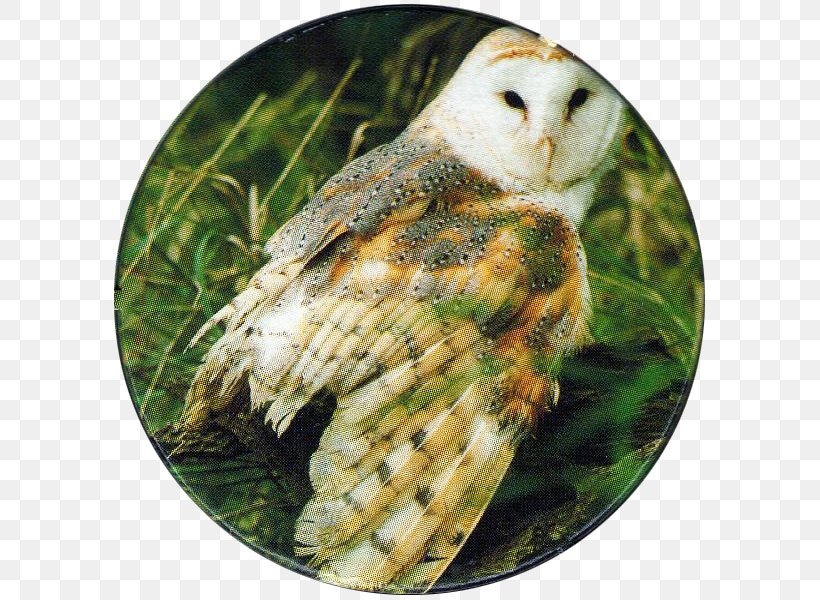 Barn Owl Bird Of Prey Beak, PNG, 600x600px, Owl, Barn Owl, Beak, Bird, Bird Of Prey Download Free
