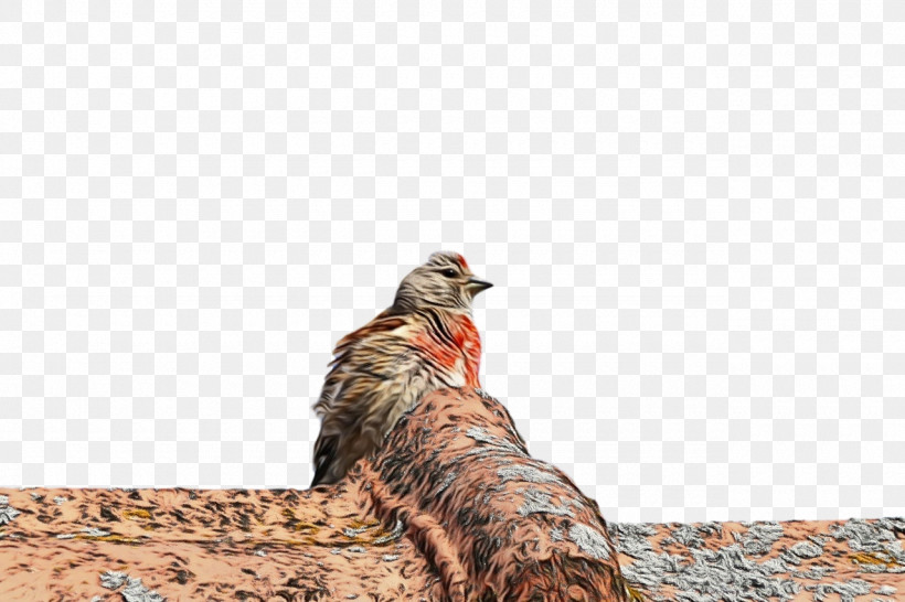 Birds Beak Wildlife Biology Science, PNG, 1280x853px, Watercolor, Beak, Biology, Birds, Paint Download Free