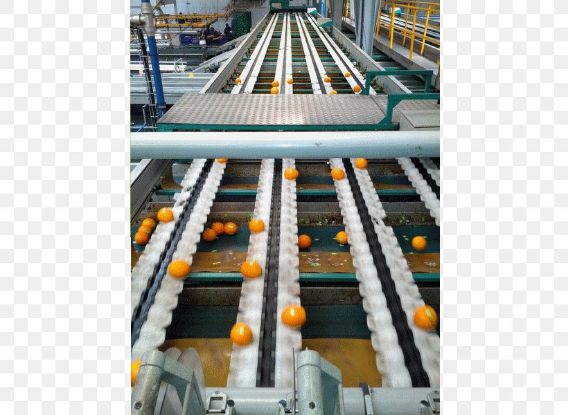 Clementine Fruit Mandarin Orange Industry, PNG, 800x600px, Clementine, Almacenaje, Automation, Citrus, Fruit Download Free