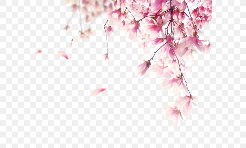 Clip Art, PNG, 594x495px, Pink, Art, Blossom, Branch, Cherry Blossom Download Free