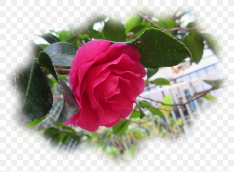 Garden Roses Cabbage Rose Floribunda Japanese Camellia Chinese Cuisine, PNG, 917x674px, Garden Roses, Cabbage Rose, Camellia, China Rose, Chinese Cuisine Download Free