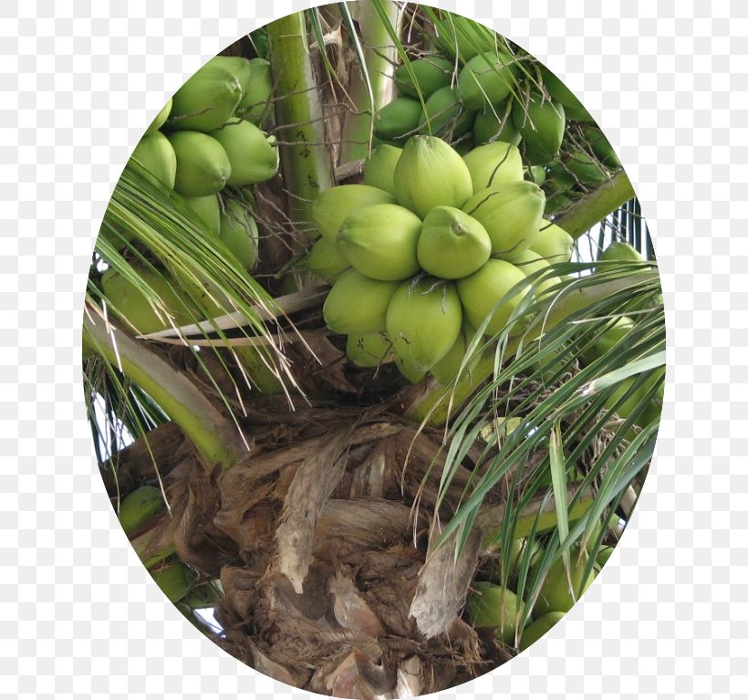 Kerala Coconut Water Coconut Chutney Coconut Oil, PNG, 640x767px, Kerala, Banana, Coconut, Coconut Chutney, Coconut Day Download Free