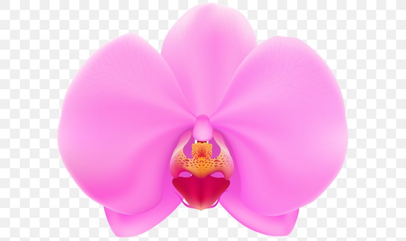 Moth Orchids Clip Art, PNG, 600x487px, Moth Orchids, Flower, Flowering Plant, Green, Lilac Download Free