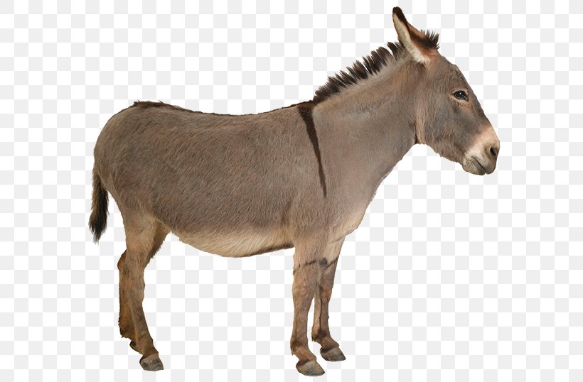 Mule Donkey Mare Mane Mustang, PNG, 600x538px, Mule, Animal, Donkey, Fauna, Horse Download Free