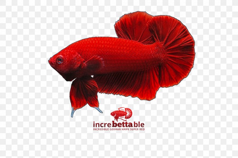 Siamese Fighting Fish Red Bulan Merah Yellow, PNG, 1000x667px, Siamese Fighting Fish, Bettas, Coquelicot, Fish, Goldfish Download Free