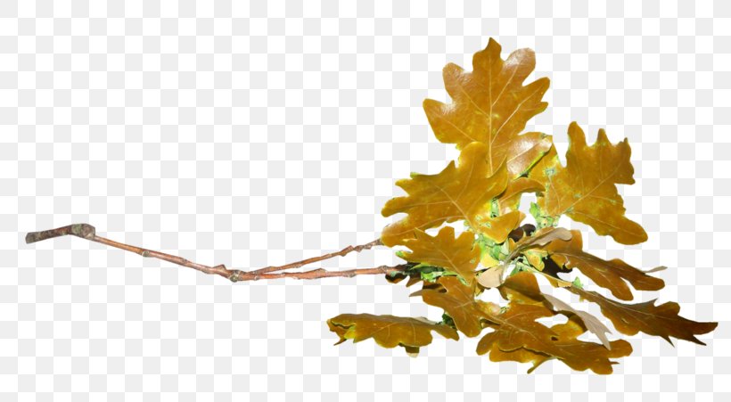 Leaf Acorn Oak Plant Stem, PNG, 800x451px, 2017, Leaf, Acorn, Autumn, Blog Download Free