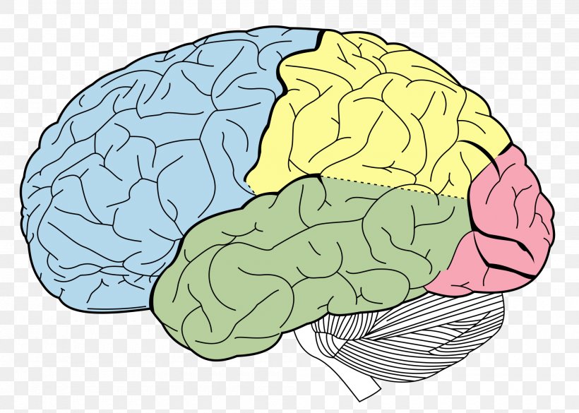 Lobes Of The Brain Occipital Lobe Frontal Lobe Parietal Lobe, PNG, 2000x1428px, Watercolor, Cartoon, Flower, Frame, Heart Download Free