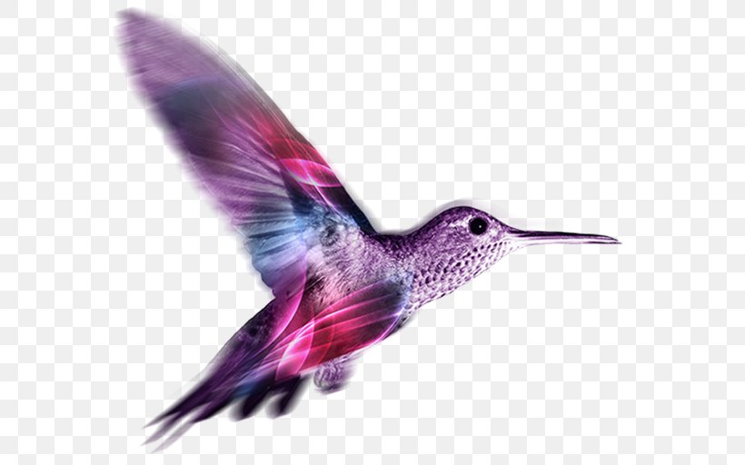 Bird Cartoon, PNG, 600x512px, Hummingbird, Beak, Bird, Business, Cae Technology Services Limited Download Free