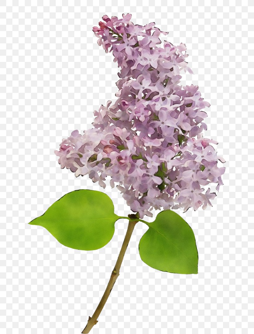Flower Lilac Lilac Plant Purple, PNG, 642x1079px, Watercolor, Blossom, Branch, Flower, Lilac Download Free