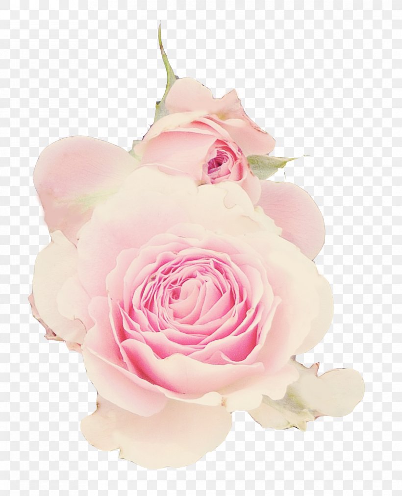 Garden Roses Centifolia Roses Floral Design Cut Flowers, PNG, 1191x1471px, Garden Roses, Artificial Flower, Calendar, Centifolia Roses, Cut Flowers Download Free