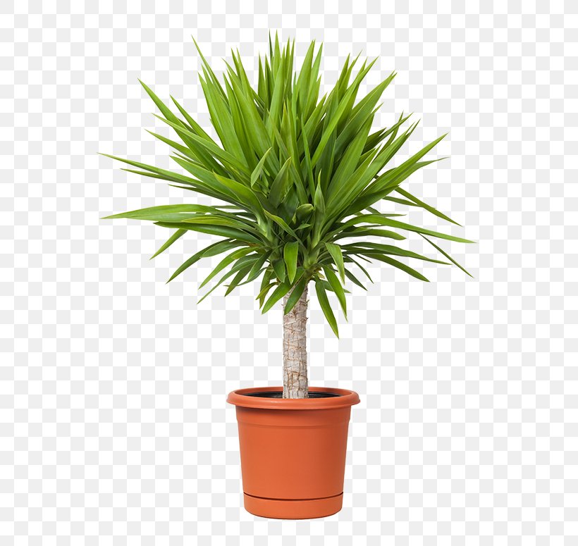 Spineless Yucca Houseplant Flowerpot Container Garden, PNG, 600x775px, Spineless Yucca, Arecales, Container Garden, Dracaena, Dracaena Fragrans Download Free