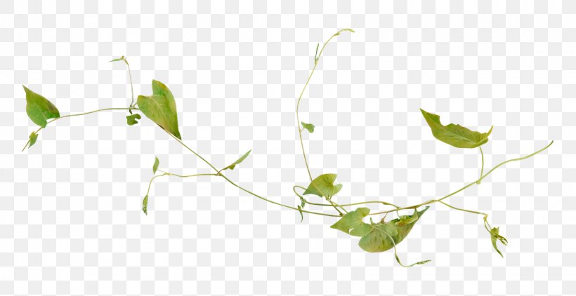 Green Plants Vs. Zombies: Garden Warfare Vine Leaf, PNG, 1600x824px, Green, Banco De Imagens, Branch, Color, Flora Download Free
