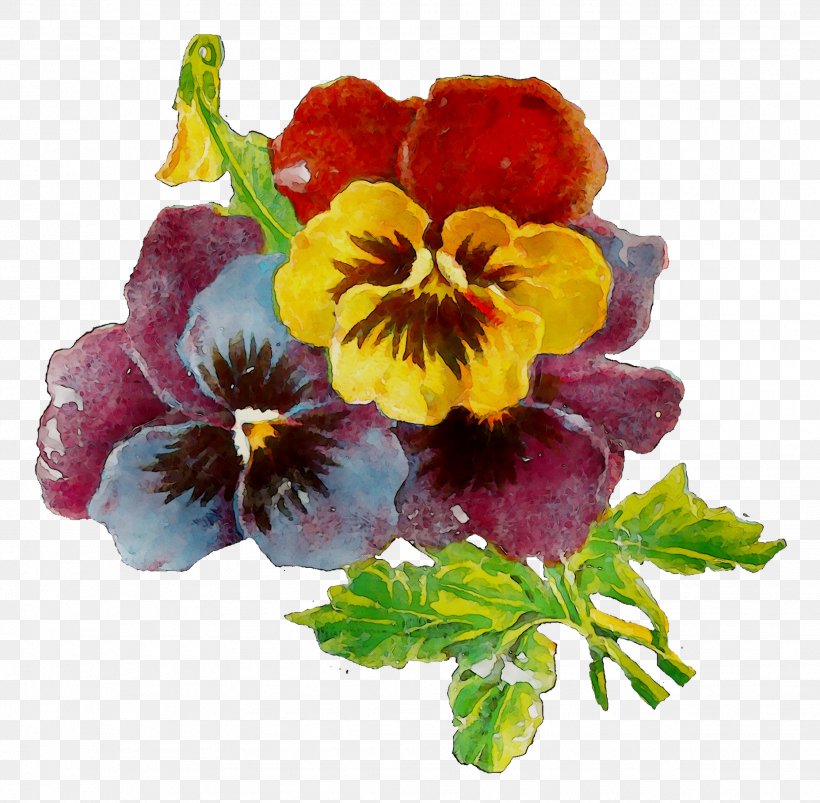 Pansy Annual Plant Primrose Plants, PNG, 1855x1817px, Pansy, Annual Plant, Cinquefoil, Flower, Flowering Plant Download Free
