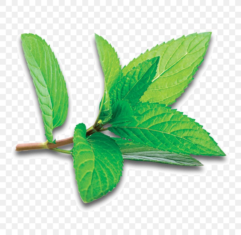 Peppermint Photography Buchu, PNG, 800x800px, Peppermint, Basil, Buchu, Food, Herb Download Free