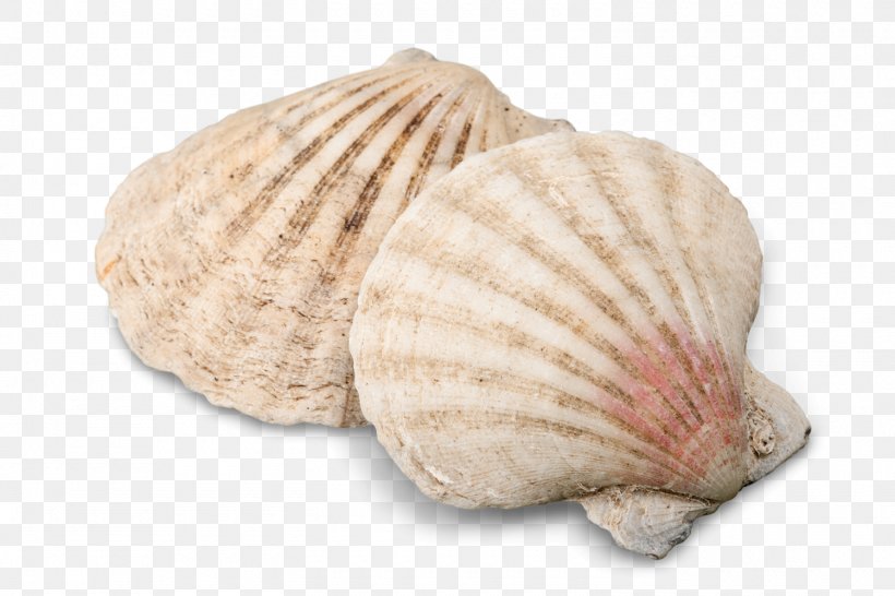 Cockle Seashell Conchology Image, PNG, 1500x1000px, Cockle, Beach, Clam, Clams Oysters Mussels And Scallops, Conch Download Free