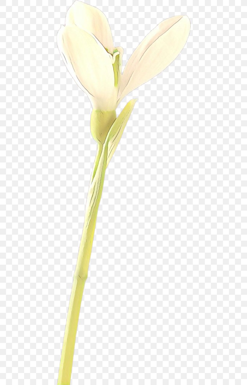 Flower Yellow Arum Plant Bud, PNG, 448x1280px, Cartoon, Arum, Bud, Cut Flowers, Flower Download Free